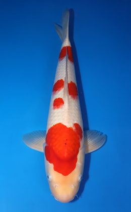 Kohaku - koi #x0818s005