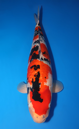 Taisho Sanke - koi #x0818s008