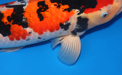 Taisho Sanke - koi #x0818s008 - Side View A