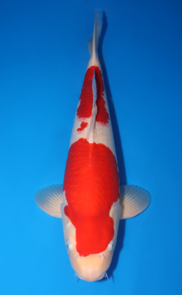 Kohaku - koi #x0818s012