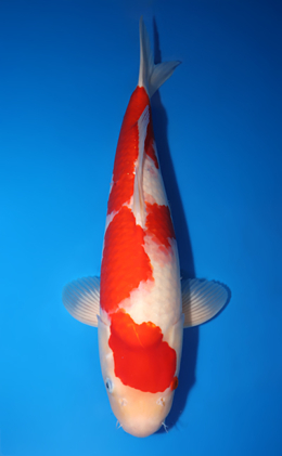 Kohaku - koi #x0818s013