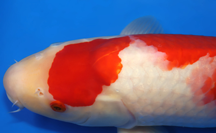 Kohaku - koi #x0818s013 - Side View A