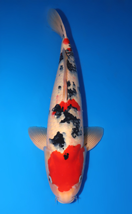 Taisho Sanke - koi #x0818s014
