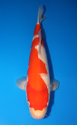 Kohaku - koi #x0818s015