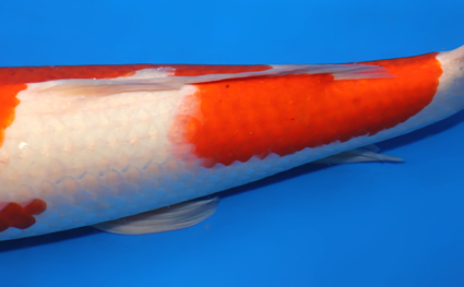 Kohaku - koi #x0818s015 - Side View A