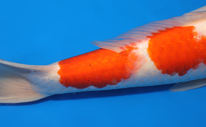 Kohaku – koi #x0818s015 - Image 3