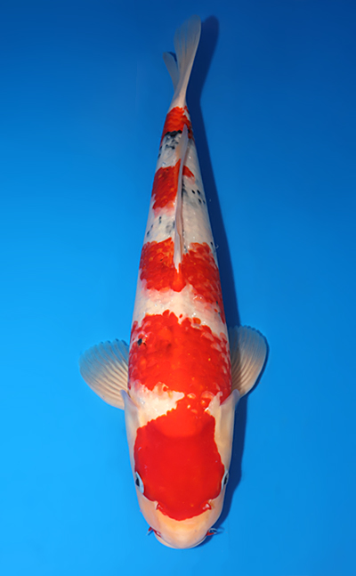 Taisho Sanke - koi #x0818s016