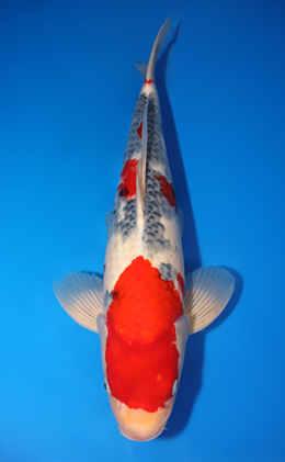 Showa - koi #x0818s017