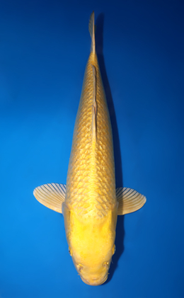 Ginrin Ogon - koi #x0818s019