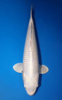 Platinum - koi #x0818s020