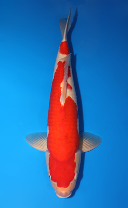 Kohaku - koi #x0818s027