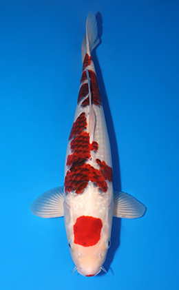 Aigoromo - koi #x0818s028