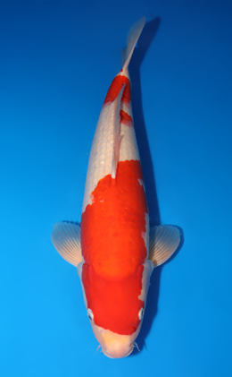 Kohaku - koi #x0818s029