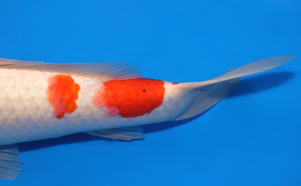 Kohaku - koi #x0818s029 - Side View A
