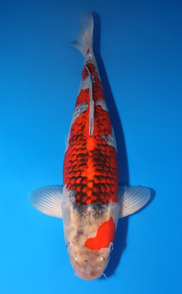 Goshiki - koi #x0818s030
