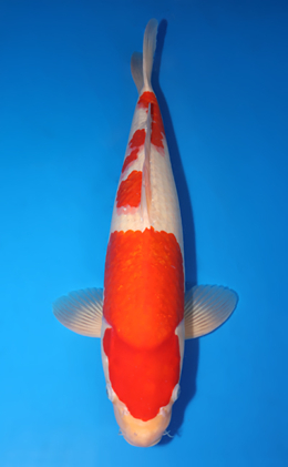 Kohaku - koi #x0818s031