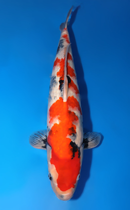 Showa - koi #x0818s033
