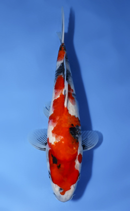 Showa - koi #x0819a003
