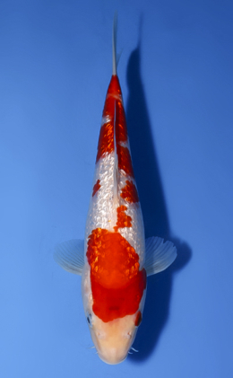 Ginrin Kohaku - koi #x0819a004