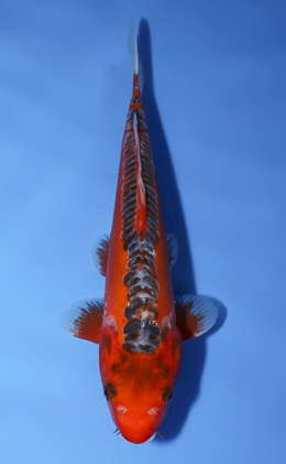 Shusui - koi #x0819a005