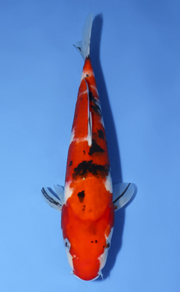 Taisho Sanke - koi #x0819a006