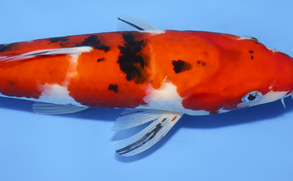 Taisho Sanke - koi #x0819a006 - Side View A