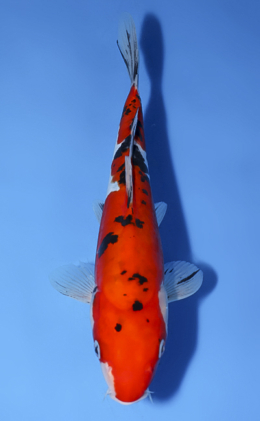 Doitsu Sanke - koi #x0819a007
