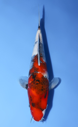 Showa - koi #x0819a008