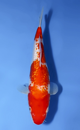 Ginrin Kohaku - koi #x0819a009