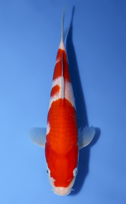 Kohaku - koi #x0819a010