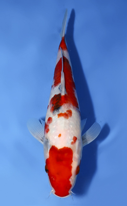 Showa - koi #x0819a011