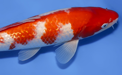 Ginrin Kohaku - koi #x0819a012 - Side View A