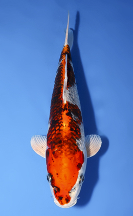 Kujyaku - koi #x0819a013