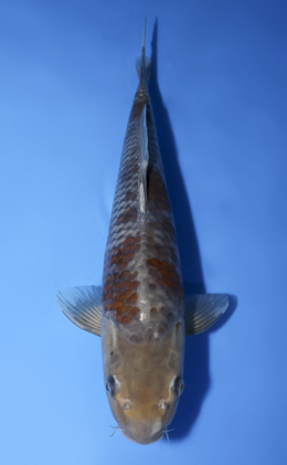 Ochibashigure - koi #x0819a014