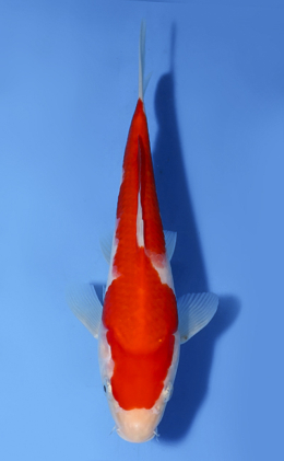 Kohaku - koi #x0819a015