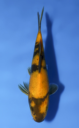 Kigoi - koi #x0819a018