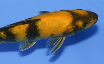 Kigoi - koi #x0819a018 - Side View A
