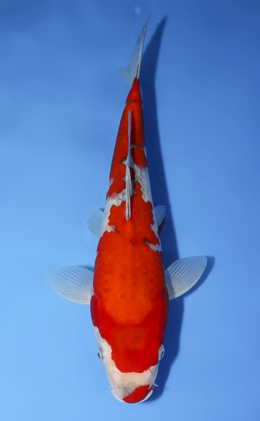 Goshiki - koi #x0819a019