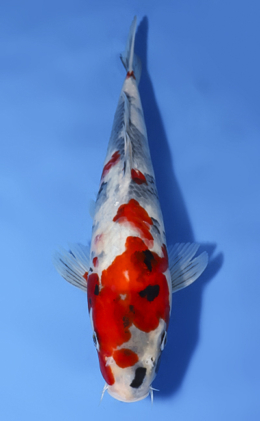 Showa - koi #x0819a020