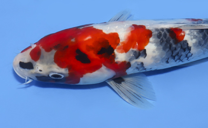 Showa - koi #x0819a020 - Side View A