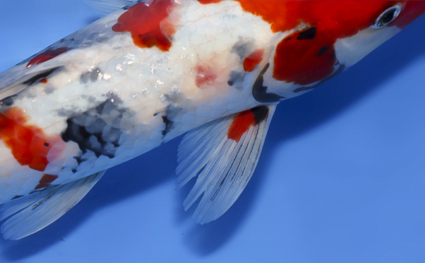 Showa – koi #x0819a020 - Image 3