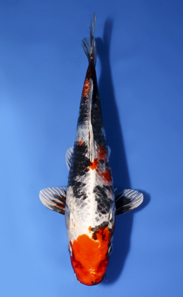 Kin Showa - koi #x0819a022