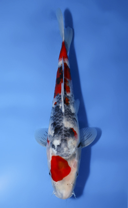 Showa - koi #x0819a023