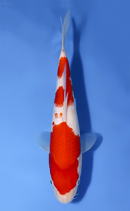 Kohaku - koi #x0819a024