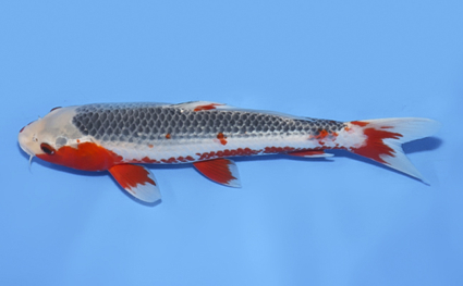 Asagi - koi #x0819a025 - Side View A