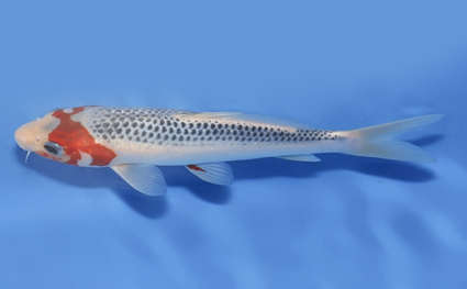 Asagi - koi #x0819a027 - Side View A