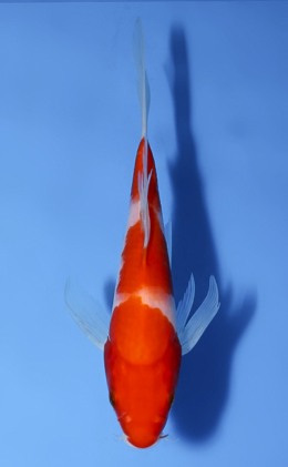 Hirenaga Kohaku - koi #x0819a028