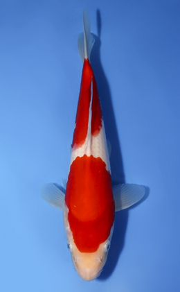 Kohaku - koi #x0819a030