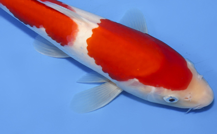 Kohaku - koi #x0819a030 - Side View A