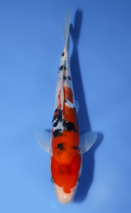 Doitsu Sanke - koi #x0819a031
